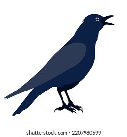 Cawing raven with dark plumage. Illustrated vector element.