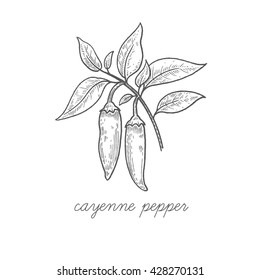 Cayenne Pepper Fruit. Vector Plant Isolated On White Background. Can Used For Packaging Of Natural Products Health And Beauty.