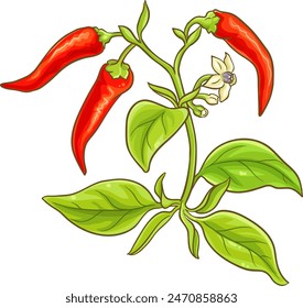 Cayenne Pepper Plant Colored Detailed Illustration