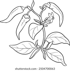 Cayenne Pepper Plant Outline Illustration