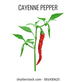 Cayenne pepper red and immature pods on green stem with leaves. Vector illustration of isolated pepper stem with fruits on white. Ayurvedic asian kind of herbs with hot and spicy taste in flat style