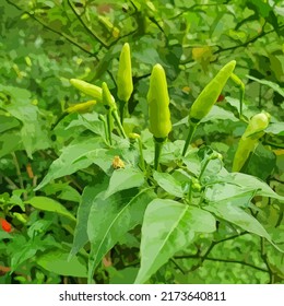 Cayenne Pepper Tree and Leaves