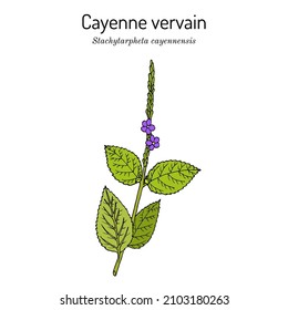 Cayenne snakeweed oder false verbena (Stachytarpheta cayennensis), medizinische Pflanze. handgezeichnete botanische Vektorgrafik