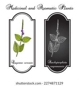 Cayenne snakeweed or false verbena (Stachytarpheta cayennensis), medicinal plant. Hand drawn botanical vector illustration