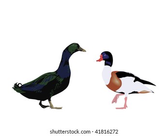 Cayuga Duck and Shel-Duck