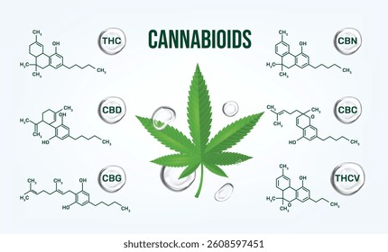CBD Cannabioids Infographics with formula