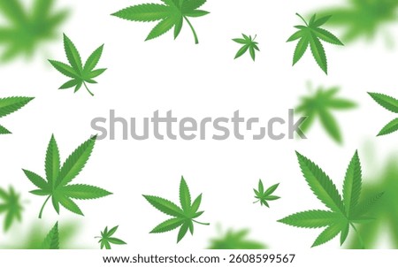 CBD Marihuana Leaves White Background