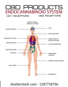 Cbd Products Endocannabinoid System