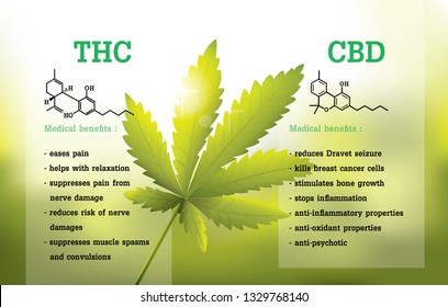 Cbd Thc Chemical Formula Marijuana Infographic Stock Vector (Royalty ...