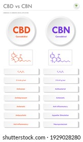 CBD vs CBN, Cannabidiol vs Cannabinol vertical business infographic illustration about cannabis as herbal alternative medicine and chemical therapy, healthcare and medical science vector.