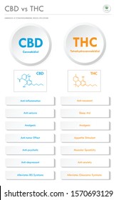 CBD vs THC Medical Applications vertical business infographic illustration about cannabis as herbal alternative medicine and chemical therapy, healthcare and medical science vector.