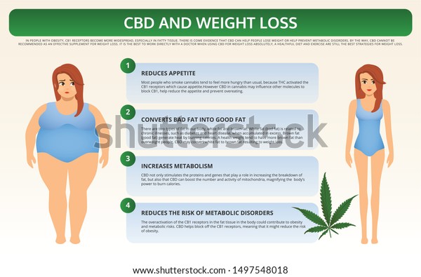 Cbd Weight Loss Horizontal Textbook Infographic Stock Vector