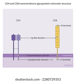 CD4- und CD8-transmembran-glykoprotein schematische Darstellung wissenschaftlicher Diagramme, die Ig-ähnliche, transmembran- und cytoplasmatische Domänen zeigt. Die Farben sind lila und gelb.