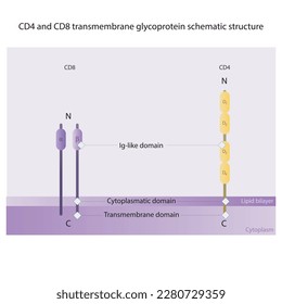 CD4- und CD8-transmembran-glykoprotein schematische Darstellung wissenschaftlicher Diagramme, die Ig-ähnliche, transmembran- und cytoplasmatische Domänen zeigt. Die Farben sind lila und gelb.