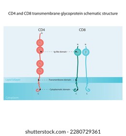 Estructura esquemática de la glicoproteína transmembrana CD4 y CD8 ilustración de diagrama científico, mostrando dominios tipo Ig, transmembrana y citoplasmático. Colores rojos y verdes.