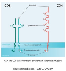 Estructura esquemática de la glicoproteína transmembrana CD4 y CD8 ilustración de diagrama científico, mostrando dominios tipo Ig, transmembrana y citoplasmático. Colores rojos y verdes.
