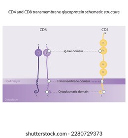 CD4 and CD8 transmembrane glycoprotein schematic structure scientific diagram illustration, showing Ig-like, transmembrane and cytoplasmatic domains. Purple and yellow colors.