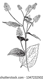 Ceanothus Americanus is deciduous shrub. The leaves are toothed, broad-ovate, and medium to dark green, vintage line drawing or engraving illustration.