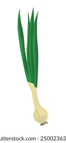 cebollin, cebollin chino, onion, Raw green spring onion