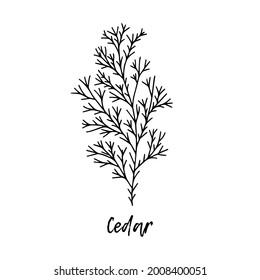 simple cedar tree drawing
