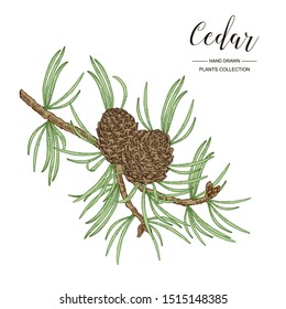 Cedar branch. Colorful cedar tree with cones isolated on white background. Vector illustration engraved. 
