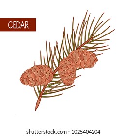 Cedar. Branch, cone. Sketch. Color illustration on white background.