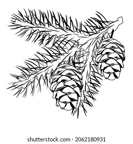 Cedar branch with a cone vector stock illustration. Coniferous evergreen plant Canadian and Lebanese cedar. Shoots with  needles of a resinous plant. Isolated on a white background.