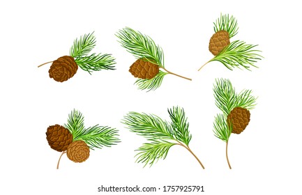 Cedar Branch with Evergreen Needle-like Leaves and Barrel-shaped Brown Seed Cones Vector Set