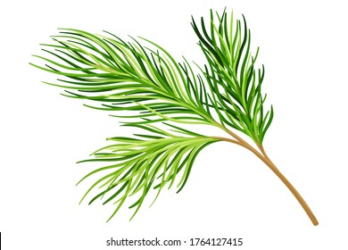 Cedar Branch with Evergreen Needle-like Leaves Vector Illustration