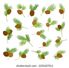 Cedar Branch with Evergreen Needle-like Leaves and Barrel-shaped Brown Seed Cones Big Vector Set