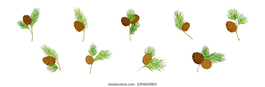 Cedar Branch with Evergreen Needle-like Leaves and Barrel-shaped Brown Seed Cones Vector Set