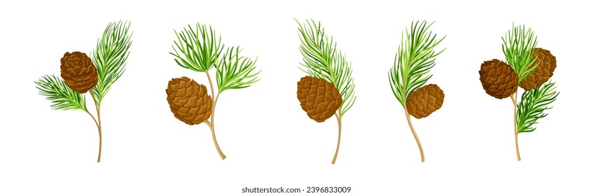 Rama de cedro con hojas de tipo aguja Evergreen y conjunto de vectores de semilla marrón en forma de barril