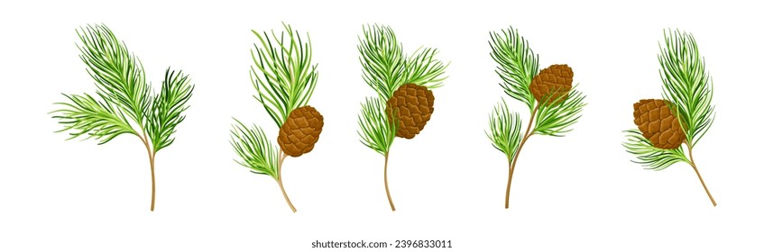 Cedar Branch with Evergreen Needle-like Leaves and Barrel-shaped Brown Seed Cones Vector Set