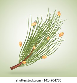 Cedar branch with nuts. Vector illustration