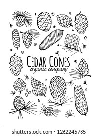 Cedar cone background, sketch for your design