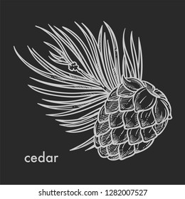 Cedar cone with needle leaves, coniferous tree detailed close up hand drawn sketch, concept flat monochrome vector illustration and text
