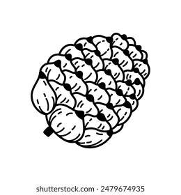 Cedar cone with nuts, vector icon. Seeds of coniferous trees - pine, spruce, fir. Black and white botanical clipart. Hand drawn wild evergreen plant doodle. Vintage sketch, festive Christmas decor