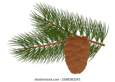 Cedar cone on a branch. Vector image on a white background.