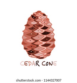 Cedar cone, sketch for your design