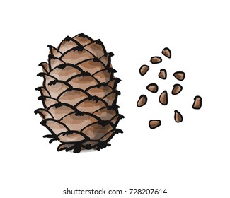 Cedar cone, sketch for your design