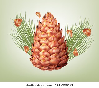 Cedar cone and twigs. Vector illustration