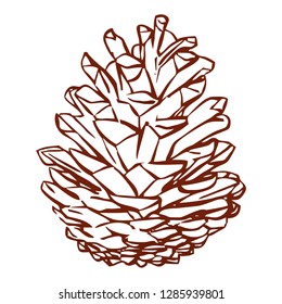 Cedar cone vector illustration. Pine cone Doodle style. Isolated objects on white background. Botanical hand drawn design, print, decor, background, holiday decor. Winter time