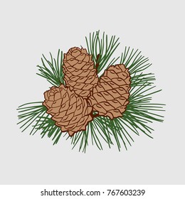 Cedar cones colored on a branch