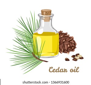 Cedar essential oil in a glass bottle isolated on white background. Vector illustration of Pine cones, twigs of green needles, pine nuts. Aromatherapy concept in cartoon flat style.