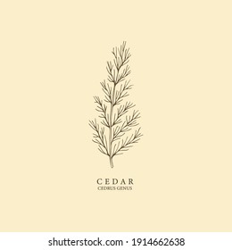 Cedar hand drawn illustration. Botanical design