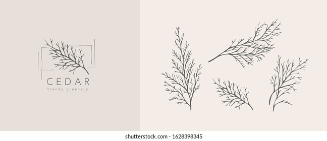 Cedar logo and branch. Hand drawn wedding herb, plant and monogram with elegant leaves for invitation save the date card design. Botanical rustic trendy greenery vector illustration