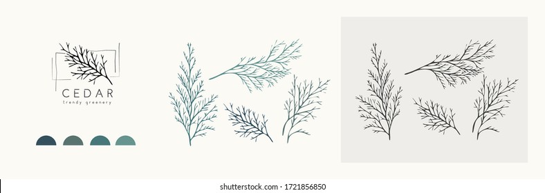 Cedar logo and branch. Hand drawn wedding herb, plant and monogram with elegant leaves for invitation save the date card design. Botanical rustic trendy greenery vector illustration