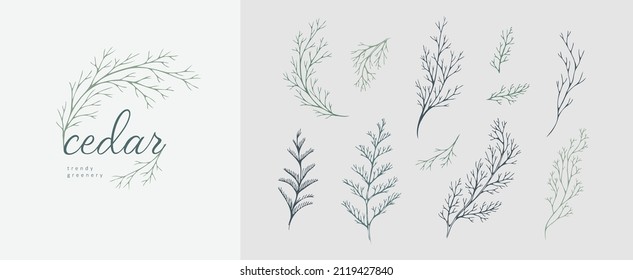 Cedar logo and branch. Hand drawn wedding herb, plant and monogram with elegant leaves for invitation save the date card design