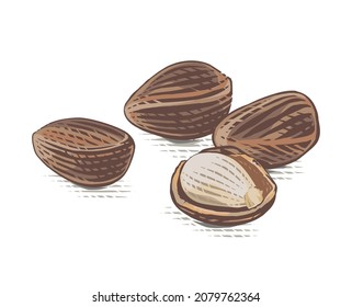 cedar nut Hand drawing sketch engraving watercolor illustration style