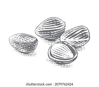 cedar nut Hand drawing sketch engraving illustration style